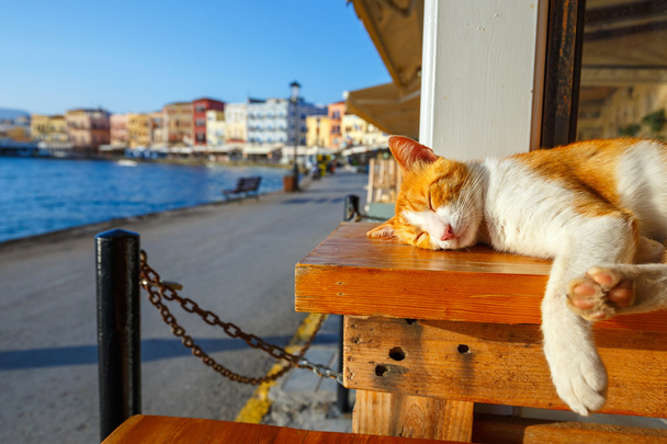 Czerwony kot śpi na ławce w wczesnym rankiem - Zdjęcie, obraz