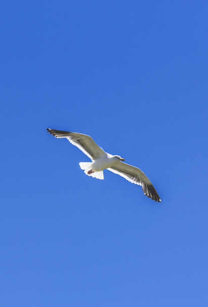 Seagull flying in the blue sky - Фото, изображение