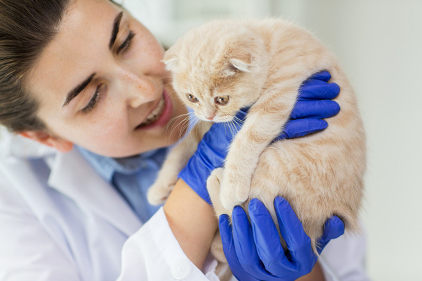 close up of vet with scottish kitten at clinic - Zdjęcie, obraz