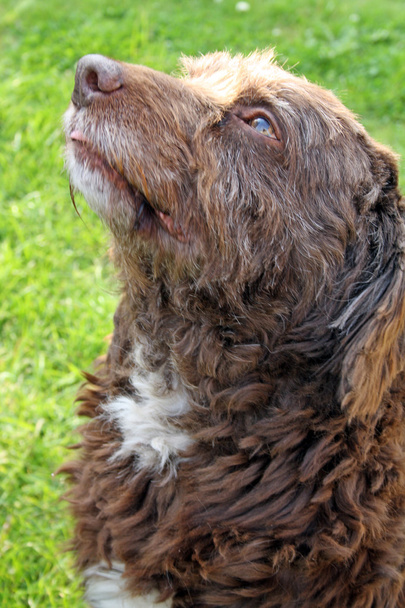 Ápolatlan barna kutya - Fotó, kép