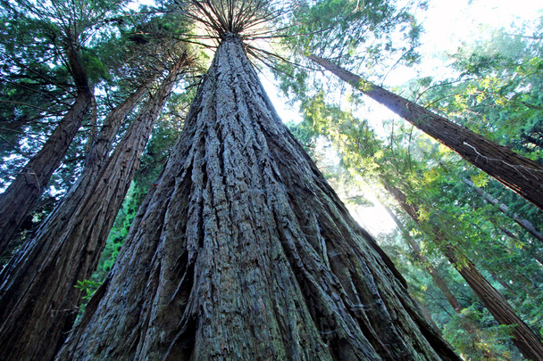 Muir Woods bir ağaçta - Fotoğraf, Görsel