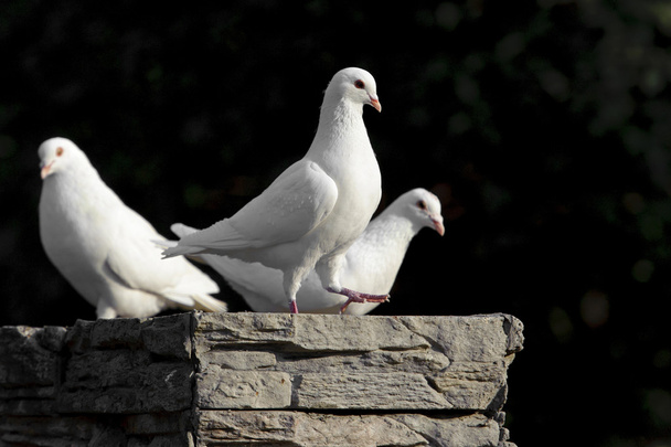 the pure white dove - 写真・画像