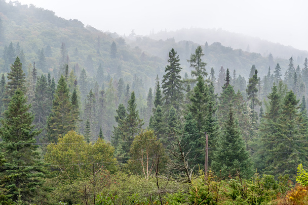 Brouillard fort sur les collines forestières
 - Photo, image