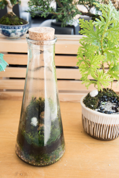  petites plantes décorent en bouteille en verre
 - Photo, image