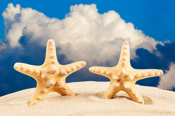sandy beach.  Starfish on the Beach.  Summer Time  - Photo, image