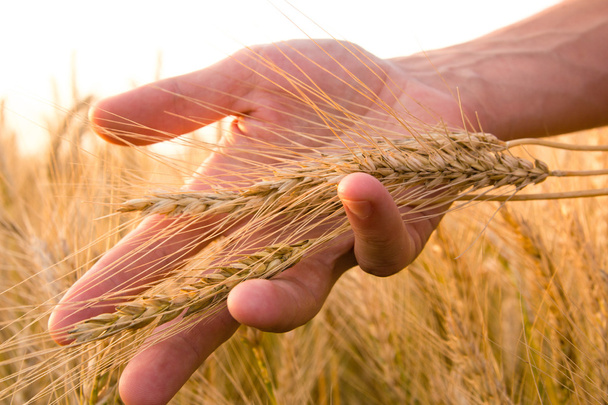 Wheat ears in the mans hand. Field on sunset Harvest concept. - Photo, Image