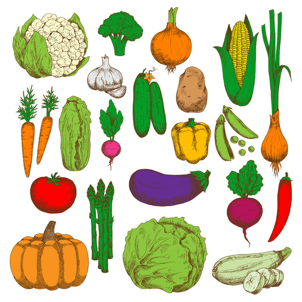 Символ ескізу здорових і соковитих свіжих овочів
 - Вектор, зображення