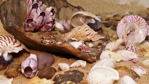 海岸の貝殻は - 映像、動画