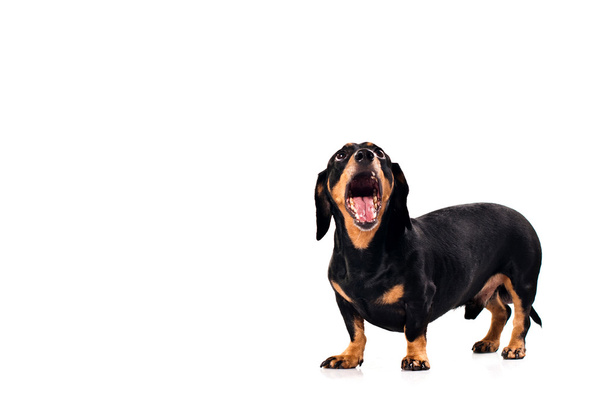 Смешная собака из породы Дахсунд
 - Фото, изображение