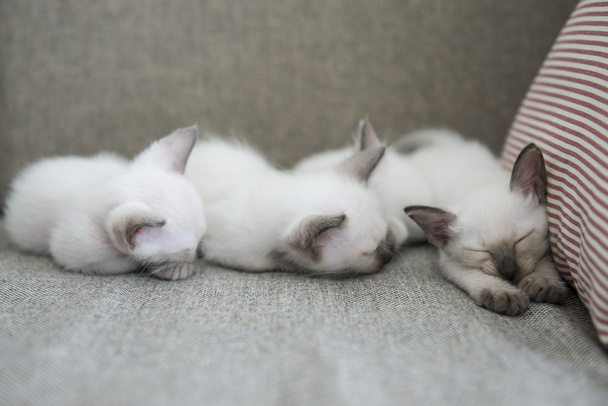 Cute Siamese cat kittens - Photo, Image
