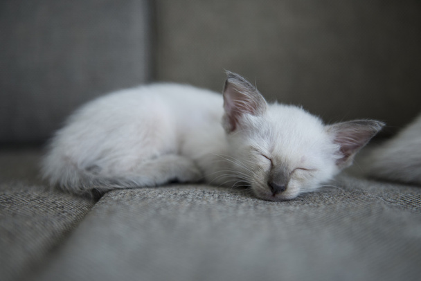 Cute Siamese cat kittens - Photo, Image