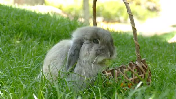 Rabbit Eating food in park  - Video, Çekim