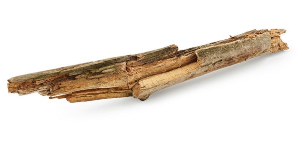 Törött fa ága - Fotó, kép