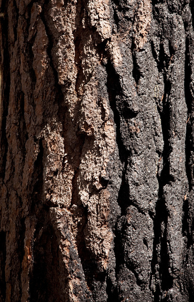 κοντινό πλάνο του κορμού καμένο δέντρο - Φωτογραφία, εικόνα