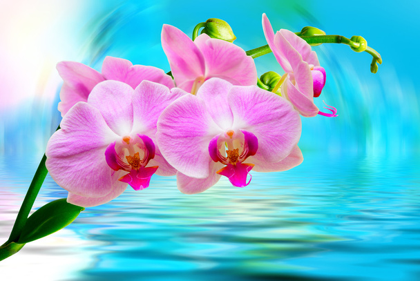 Orchid flower close up - Zdjęcie, obraz