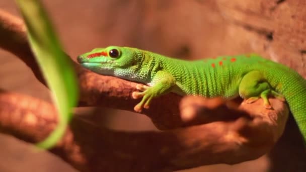 Reptile in zoo terrarium. Phelsuma gecko lizard. Closeup of madagascar lizard - Footage, Video