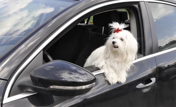 Maltese dog in the  car looking out the window  - Photo, Image