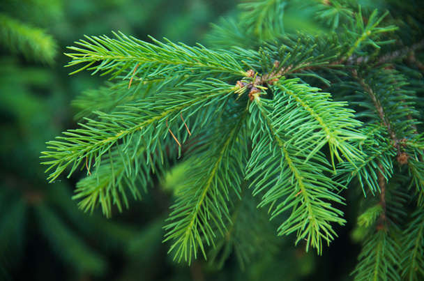 abeto verde ou ramos de pinheiro - Foto, Imagem