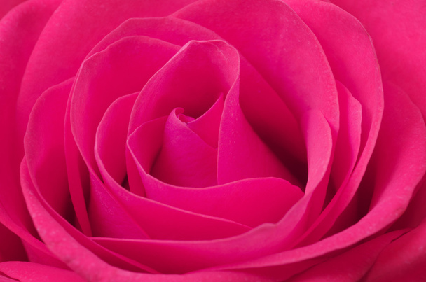 ピンクのバラのマクロを閉じる - 写真・画像
