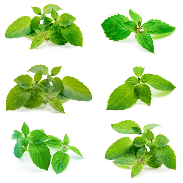 Fresh mint isolated on white. Collection - Photo, Image