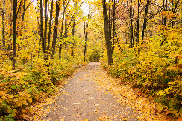 Pathway through the autumn forest - Foto, imagen