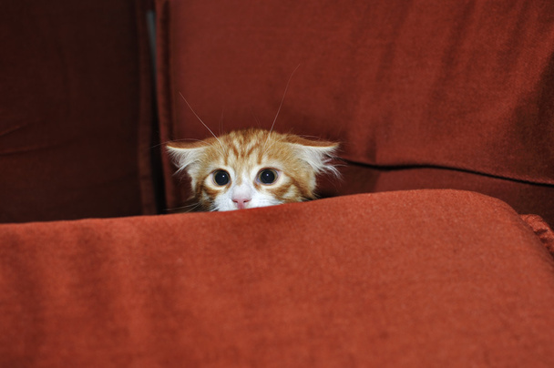 un gatito jengibre
 - Foto, imagen