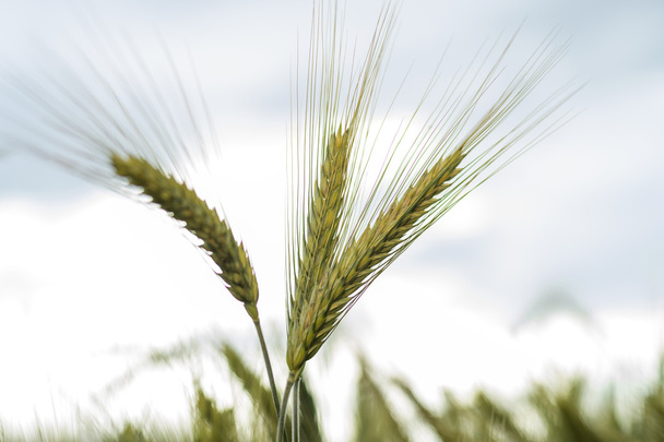 Barley in the field, crop field - Photo, Image