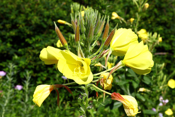 Evening primrose plants - Photo, Image