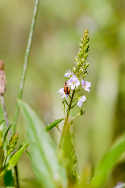 Coléoptère de la salicaire pourpre sur une fleur Speedwell de l'eau
 - Photo, image