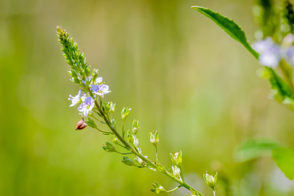 Вероника, цветок водяного колодца
 - Фото, изображение