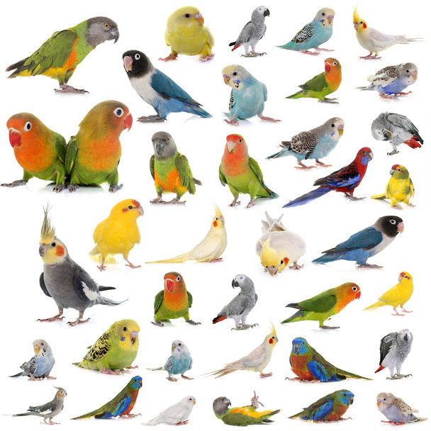Skupina papoušků - Fotografie, Obrázek