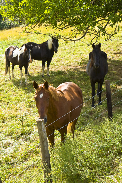 Three Horses in Country - Photo, Image