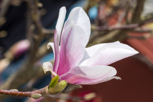 Квітуче дерево магнолії з білим цвітом
 - Фото, зображення
