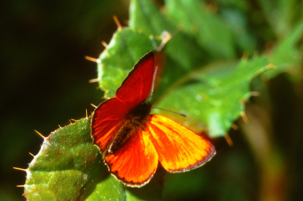 Cobre escasso, uma borboleta em uma folha de cardo
 - Foto, Imagem