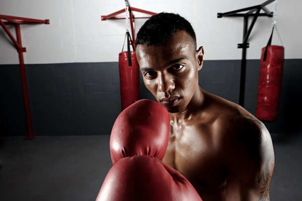 Boxing portrait - Zdjęcie, obraz