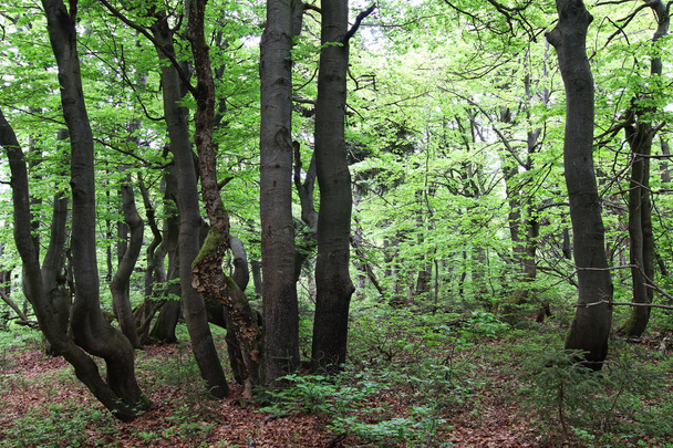 Twisted trunks of beech trees - old beech forest - Foto, immagini