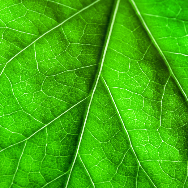 Green leaf texture - Foto, imagen