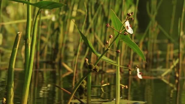 Naturreinheit Gras am Flussufer - Filmmaterial, Video