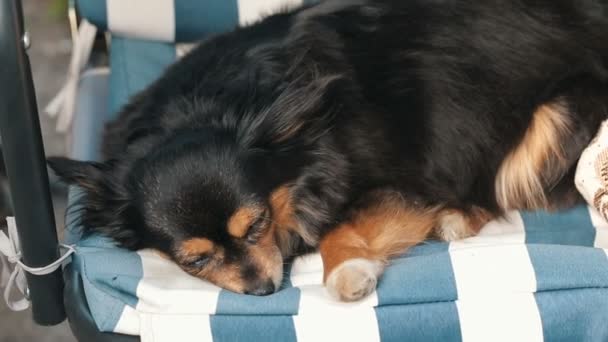 Mały pies odpoczynku na huśtawce - Materiał filmowy, wideo