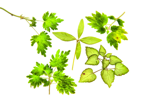рисование сушеных осенних листьев растений и ветвей
 - Фото, изображение
