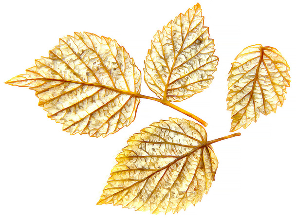 Zeichnung von getrockneten Herbstblättern von Pflanzen, Blumen und Zweigen iso - Foto, Bild