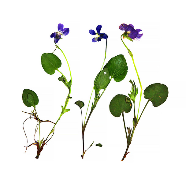 oil draw dry flower set of blue flowers and fresh green leaf clo - Foto, Imagem