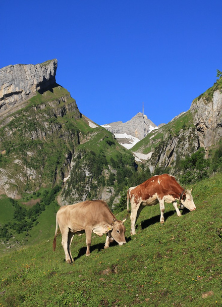 Vaches de pâturage en dessous du Mt Santis
 - Photo, image