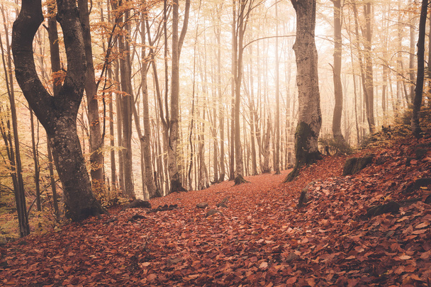Fall colors old foggy woodland - Φωτογραφία, εικόνα