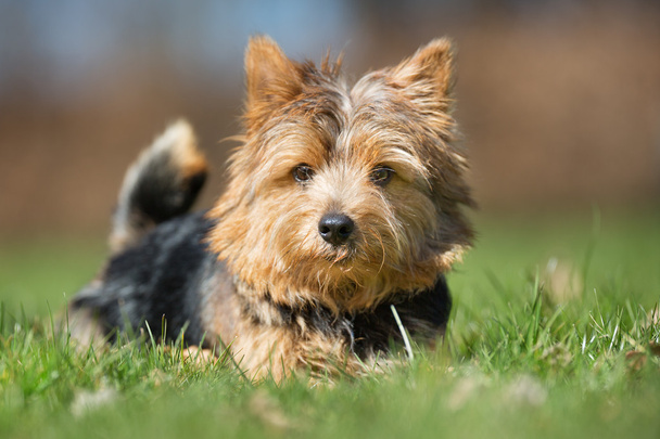 Йоркширський тер'єр собака на відкритому повітрі в природі - Фото, зображення