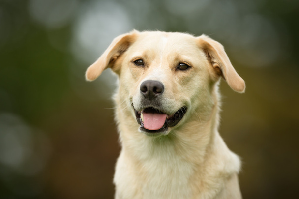 Labrador retriever σκύλου - Φωτογραφία, εικόνα