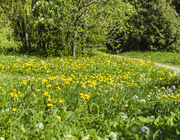 field with blooming dandelions - Foto, imagen