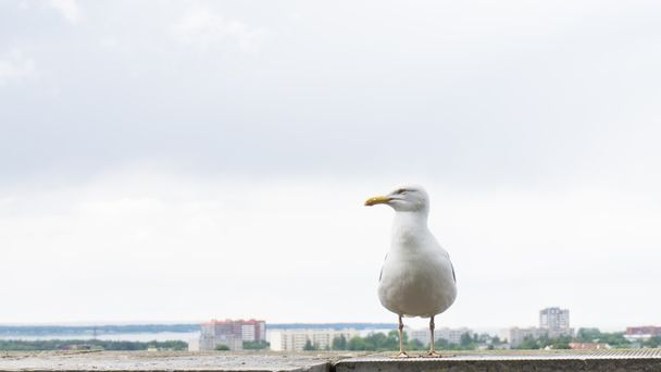 sea gull bird postcard - Foto, Bild