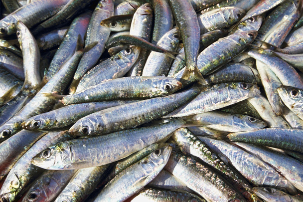 Sardines fraîches pêchées
 - Photo, image