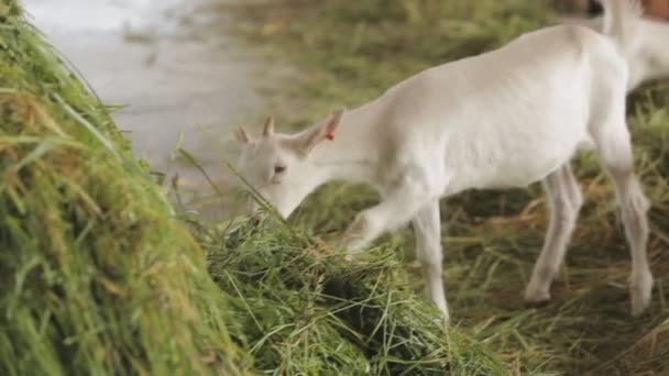 Cabra comendo grama verde na fazenda
 - Filmagem, Vídeo